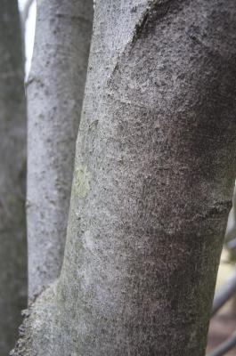 Magnolia 'Wada's Memory' (Wada's Memory Magnolia), bark, trunk