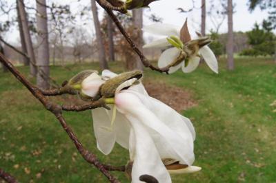 Magnolia 'Wada's Memory' (Wada's Memory Magnolia), flower, side