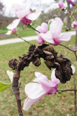 Magnolia 'Simple Pleasures' (Simple Pleasures Magnolia), fruit, mature