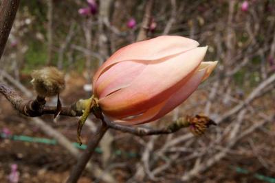 Magnolia 'Savage Splendor' (Savage Splendor Magnolia), flower, side