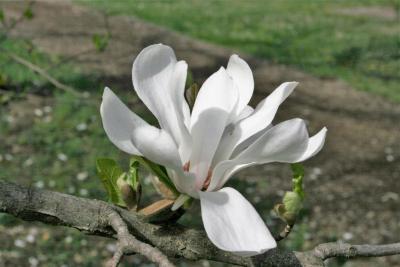 Magnolia ×loebneri 'Merrill (Merrill Loebner's Magnolia), flower, full
