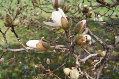 Magnolia ×loebneri 'Merrill' (Merrill Loebner's Magnolia), bud, flower