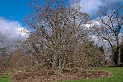 Magnolia ×proctoriana (Proctor's Magnolia), habit, spring