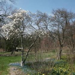 Magnolia ×loebneri 'Merrill' (Merrill Loebner's Magnolia), habit, spring