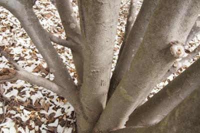 Magnolia ×proctoriana (Proctor's Magnolia), bark, mature