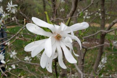 Magnolia ×loebneri 'Powder Puff' (Powder Puff Loebner's Magnolia), flower, full