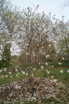 Magnolia ×loebneri 'Powder Puff' (Powder Puff Loebner's Magnolia), habit, spring