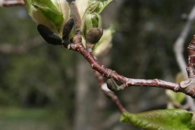 Magnolia ×loebneri 'Merrill (Merrill Loebner's Magnolia), bark, twig