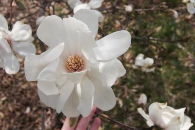Magnolia ×loebneri 'Merrill' (Merrill Loebner's Magnolia), flower, full