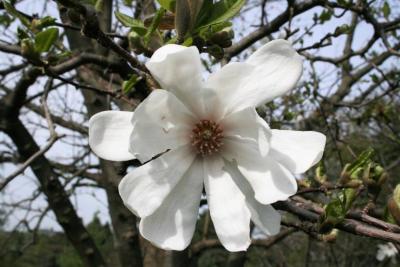 Magnolia ×loebneri 'Merrill (Merrill Loebner's Magnolia), flower, throat