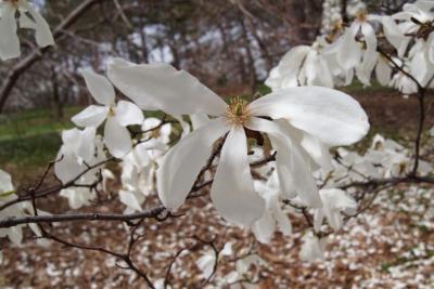 Magnolia ×proctoriana (Proctor's Magnolia), flower, full