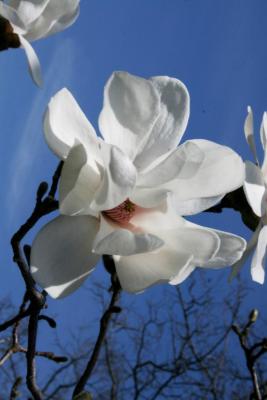 Magnolia ×loebneri 'Merrill (Merrill Loebner's Magnolia), flower, full