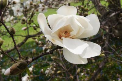 Magnolia ×loebneri 'Merrill' (Merrill Loebner's Magnolia), flower, full