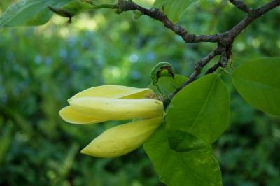 Magnolia 'Yellow Bird' (Yellow Bird Magnolia), flower, side