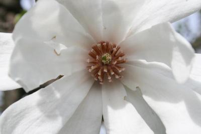 Magnolia ×loebneri 'Merrill (Merrill Loebner's Magnolia), flower, throat