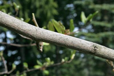 Magnolia ×loebneri 'Merrill (Merrill Loebner's Magnolia), bark, branch