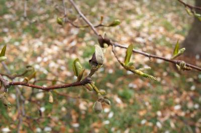 Magnolia ×proctoriana (Proctor's Magnolia), bud, vegetative