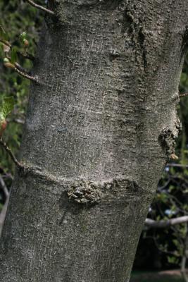 Magnolia ×loebneri 'Merrill (Merrill Loebner's Magnolia), bark, trunk