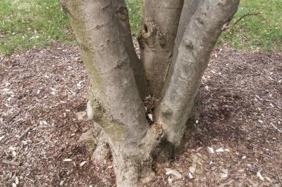 Magnolia ×loebneri 'Merrill' (Merrill Loebner's Magnolia), bark, mature