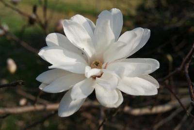 Magnolia ×loebneri 'Ballerina' (Ballerina Loebner's Magnolia), flower, full