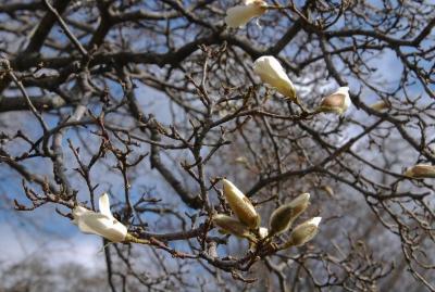 Magnolia ×proctoriana (Proctor's Magnolia), bud, flower