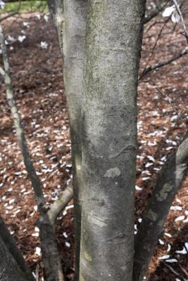 Magnolia ×proctoriana (Proctor's Magnolia), bark, trunk