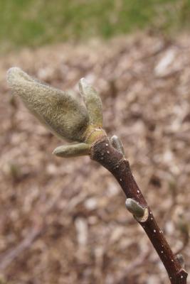Magnolia 'Yellow Lantern' (Yellow Lantern Magnolia), bud, lateral