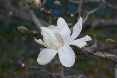 Magnolia ×loebneri 'Merril' (Merrill Loebner's Magnolia), flower, side