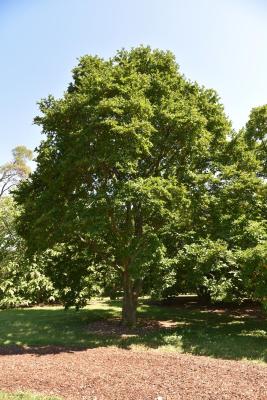 Magnolia ×proctoriana (Proctor's Magnolia), habit, summer