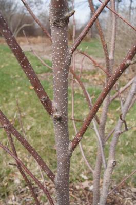 Magnolia ×soulangeana 'Barrington Belle' (Barrington Belle Saucer Magnolia), bark, branch