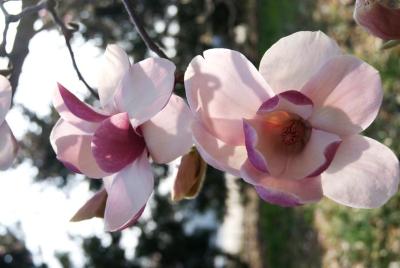 Magnolia ×soulangeana 'Sundew' (Sundew Saucer Magnolia), flower, throat