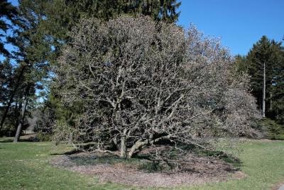 Magnolia ×soulangeana (Saucer Magnolia), habit, spring
