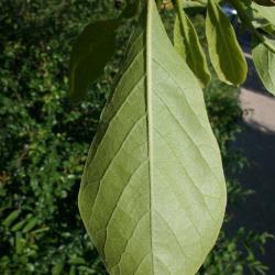 Magnolia ×soulangeana (Saucer Magnolia), leaf, lower surface
