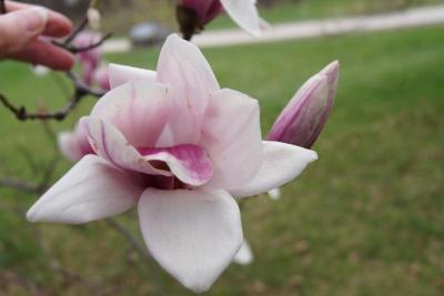 Magnolia ×soulangeana (Saucer Magnolia), flower, full