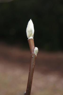 Magnolia acuminata (Cucumber-tree), bud, terminal
