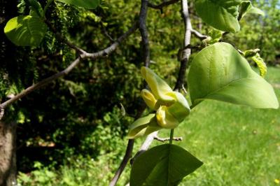 Magnolia acuminata (Cucumber-tree), flower, full