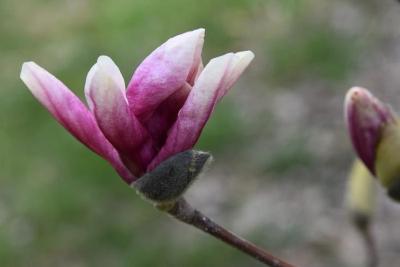 Magnolia ×soulangeana (Saucer Magnolia), flower, side
