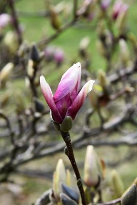 Magnolia ×soulangeana (Saucer Magnolia), bud, flower