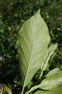 Magnolia ×soulangeana (Saucer Magnolia), leaf, lower surface