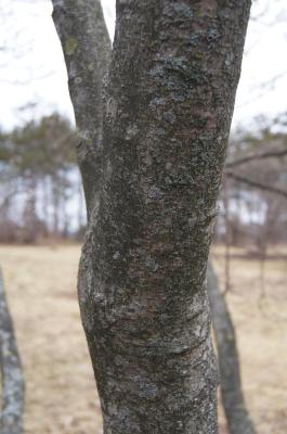 Magnolia ×soulangeana (Saucer Magnolia), bark, branch
