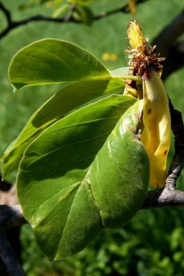 Magnolia acuminata var. subcordata 'Miss Honeybee' (Miss Honeybee Yellow Cucumber-tree), fruit, immature