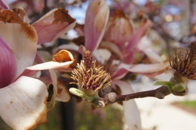 Magnolia ×soulangeana (Saucer Magnolia), fruit, immature