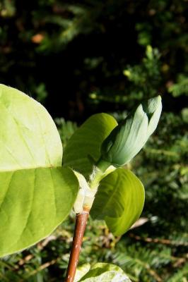 Magnolia acuminata (Cucumber-tree), bud, flower