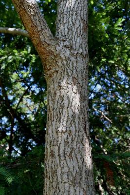Magnolia acuminata (Cucumber-tree), bark, trunk