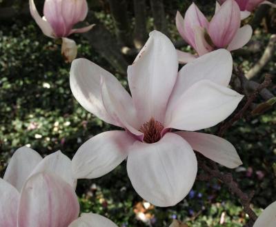 Magnolia ×soulangeana (Saucer Magnolia), flower, full