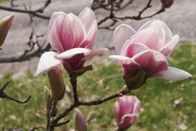 Magnolia ×soulangeana (Saucer Magnolia), flower, side