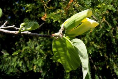 Magnolia acuminata (Cucumber-tree), flower, side