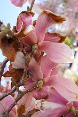 Magnolia ×soulangeana (Saucer Magnolia), flower, back