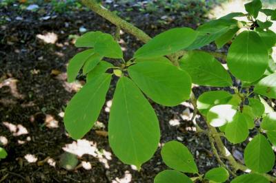 Magnolia denudata (Yulan Magnolia), leaf, fall