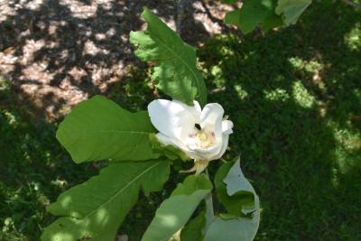 Magnolia ashei (Ashe's Magnolia), flower, throat